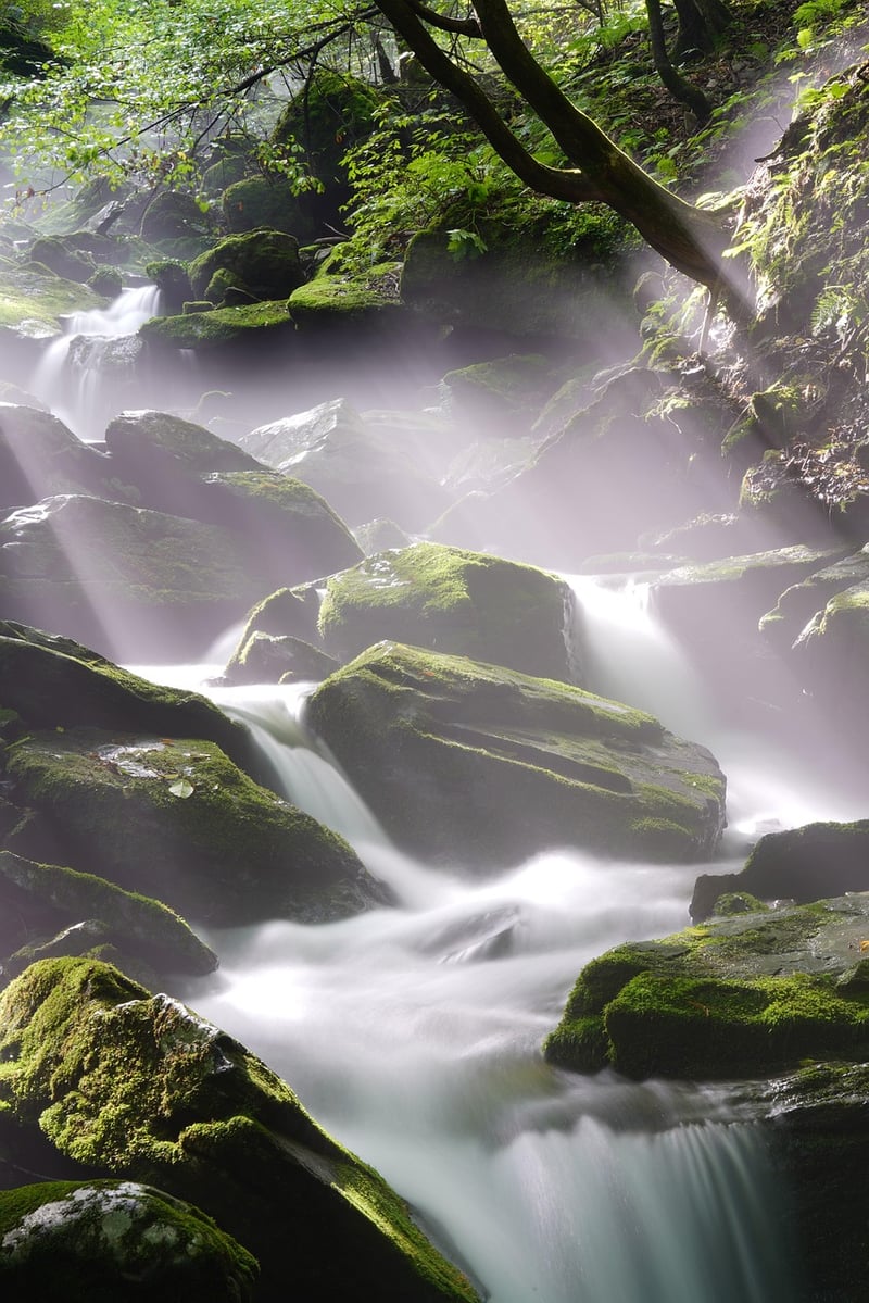 Mystical Forest